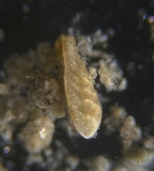 Bolivina subaenariensis