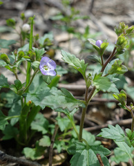 Veronica plebeia