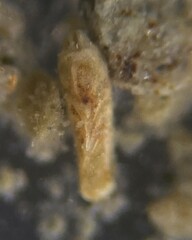 Bolivina subaenariensis