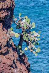 Opuntia galapageia