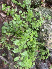 Plectranthus saccatus