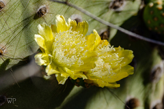 Opuntia galapageia