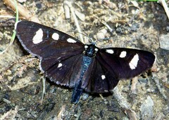 Alypiodes bimaculata