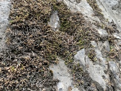 Selaginella wallacei