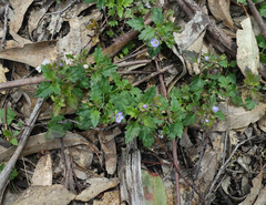 Veronica plebeia