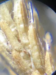 Selaginella wallacei