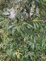 Acridocarpus natalitius