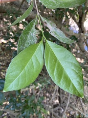 Loeseneriella barbata