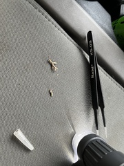 Selaginella wallacei