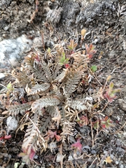 Lepidium solandri