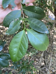 Loeseneriella barbata
