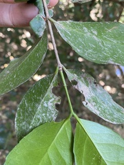 Loeseneriella barbata