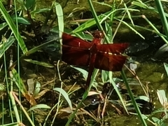 Camacinia gigantea