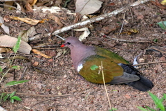 Chalcophaps longirostris