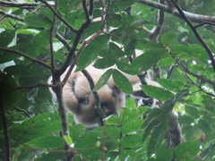 Hylobates lar