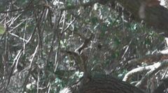 Setophaga coronata