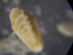 Bolivina subaenariensis
