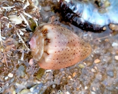 Conus coronatus