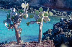 Opuntia galapageia