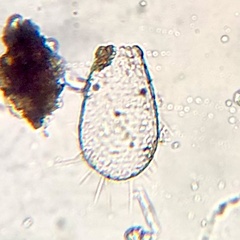 Euglypha