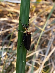 Dilophus pectoralis