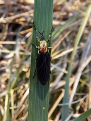 Dilophus pectoralis
