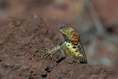 Microlophus indefatigabilis