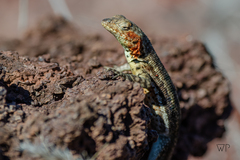 Microlophus indefatigabilis