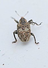 Hypera rumicis