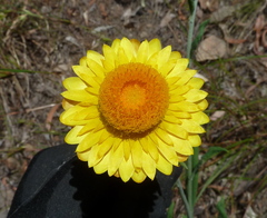 Xerochrysum bracteatum