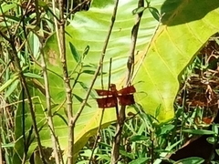 Camacinia gigantea