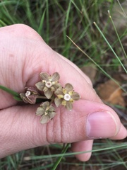 Asclepias cucullata cucullata