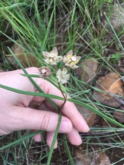Asclepias cucullata cucullata