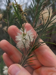 Melaleuca armillaris
