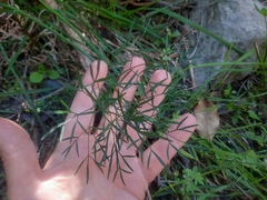 Anisotome filifolia