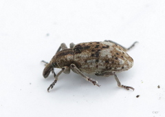 Hypera rumicis