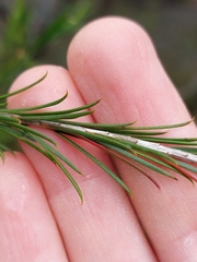 Melaleuca armillaris