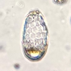 Euglypha