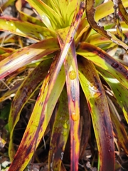 Dracophyllum traversii