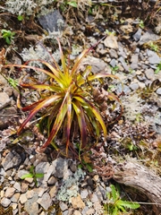 Dracophyllum traversii