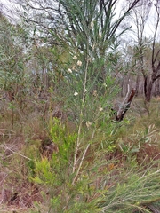Melaleuca armillaris