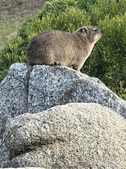 Procavia capensis capensis