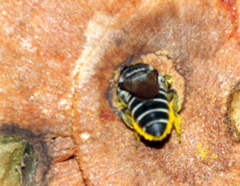 Megachile macularis