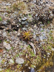 Dracophyllum traversii