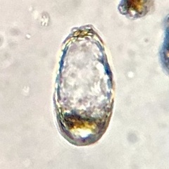 Euglypha