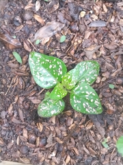 Hypoestes phyllostachya