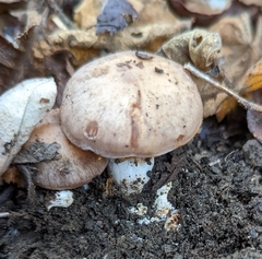 Agaricus bisporus