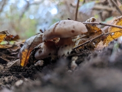 Agaricus bisporus