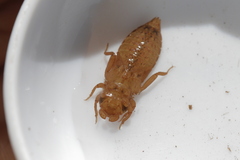 Macromiidae