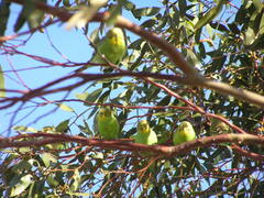 Melopsittacus undulatus